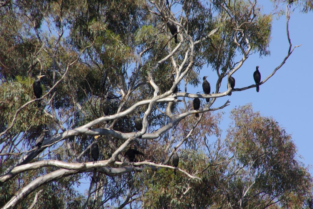 A tree full of Great (Black) Cormorants (Phalacrocorax carbo)
